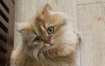 猫咪绝育了为什么还叫个不停