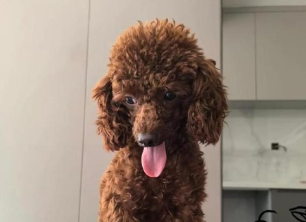 2月龄泰迪幼犬喂食标准,新手铲屎官必看! 2月龄泰迪幼犬喂食标准,新手铲屎官必看!