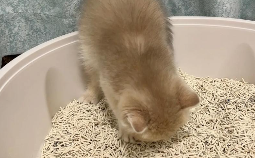 猫砂多长时间换一次?这几款优质猫砂更耐用 猫砂多长时间换一次?这几款优质猫砂更耐用