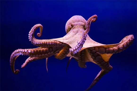 章鱼的触手会不会偶尔打结到一起？