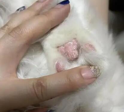 猫咪爪子脱皮，是干燥还是病症引起
