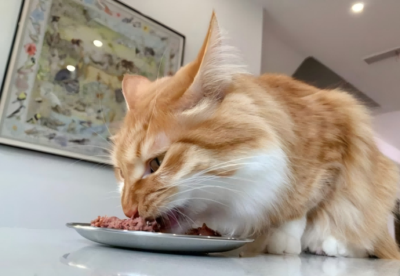 猫罐头可以代替猫粮吗?能懒则懒or科学喂养 猫罐头可以代替猫粮吗?能懒则懒or科学喂养
