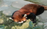 小熊猫为什么濒危