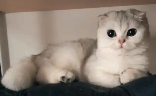 母猫假孕是怎么回事