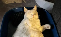 猫咪怀孕后的症状