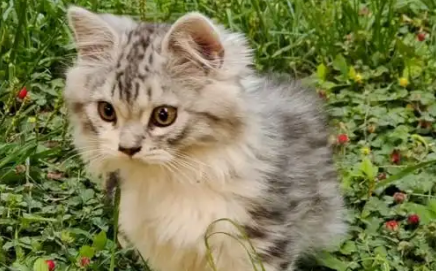 猫应激反应后怎么安抚它 猫应激反应后怎么安抚它