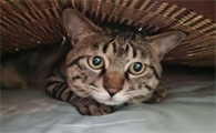 如何预防猫咪早产