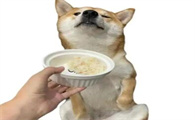 狗狗挑食是否会导致营养不良