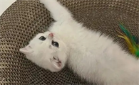 2个月猫需要关笼子吗