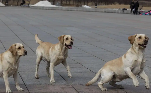 拉布拉多犬能长多大多重?揭秘它们的成长奥秘! 拉布拉多犬能长多大多重?揭秘它们的成长奥秘!