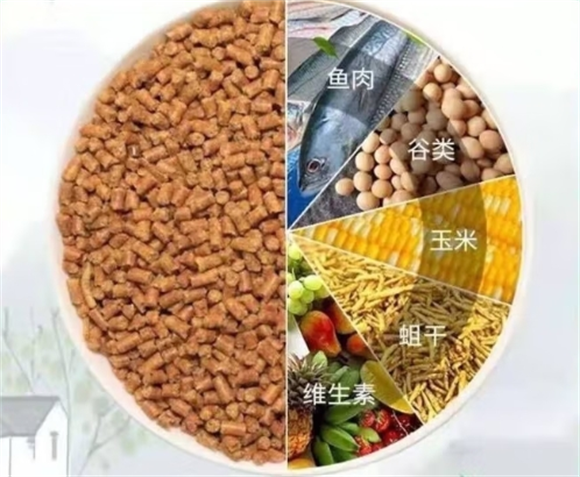 萌比乐鸟饲料在哪有得买