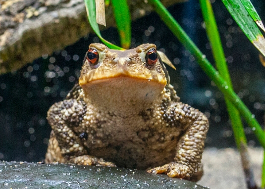 蟾蜍的养殖方式 蟾蜍的养殖方式
