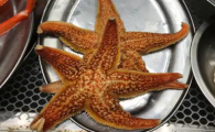 海星是怎么吃饭的