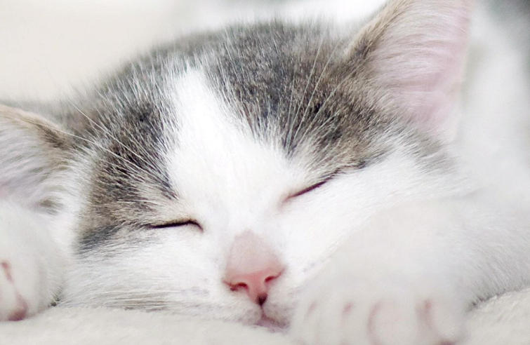 猫咪一天拉几次尿正常
