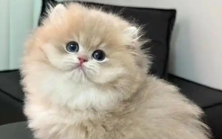猫咪身上起皮屑是怎么回事