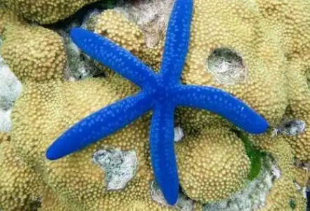 蓝色海星可以吃吗 蓝色海星可以吃吗