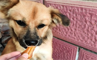 狗狗磨牙棒一天啃几个小时好