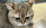 猫咪身上细菌多不多