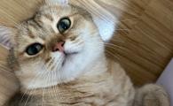猫咪可以喝椰子水吗