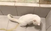 猫尿味重是什么原因