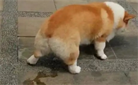 狗突然尿血可能是什么原因造成的