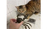 小猫吃完螃蟹多久会死
