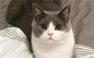 猫咪嚎叫是什么原因