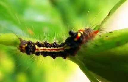 毛毛虫吃什么食物