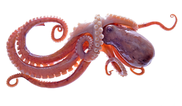 章鱼会威胁到人类吗?它们的智商已超乎人类想象 章鱼会威胁到人类吗?它们的智商已超乎人类想象