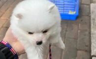 狗咳嗽吐白色粘液吃什么药
