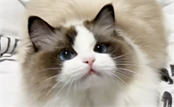 猫便血该怎么紧急处理呢