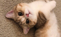 猫吹空调打喷嚏怎么办