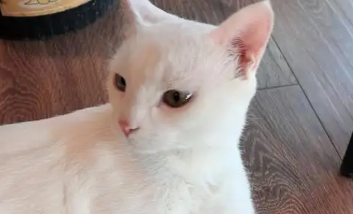 猫咪为什么会有异食癖