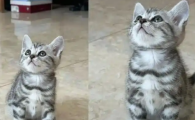 氯霉素一天可以给猫滴几次
