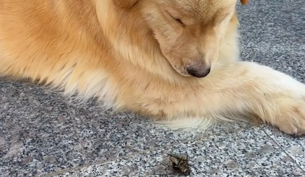 主人抓了只蝉给金毛玩,金毛一口吃掉了 主人抓了只蝉给金毛玩,金毛一口吃掉了