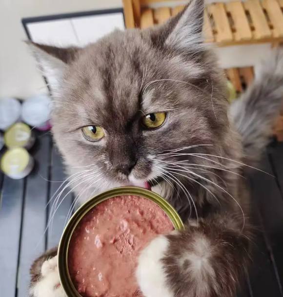 猫罐头多少钱一个?性价比最高的猫罐头非它莫属 猫罐头多少钱一个?性价比最高的猫罐头非它莫属