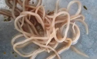 如何看孩子有没有蛔虫