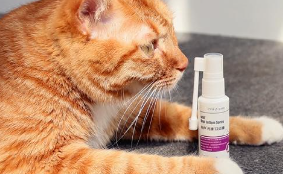 木户元康口炎康:宠物口腔健康的贴心呵护者 木户元康口炎康:宠物口腔健康的贴心呵护者