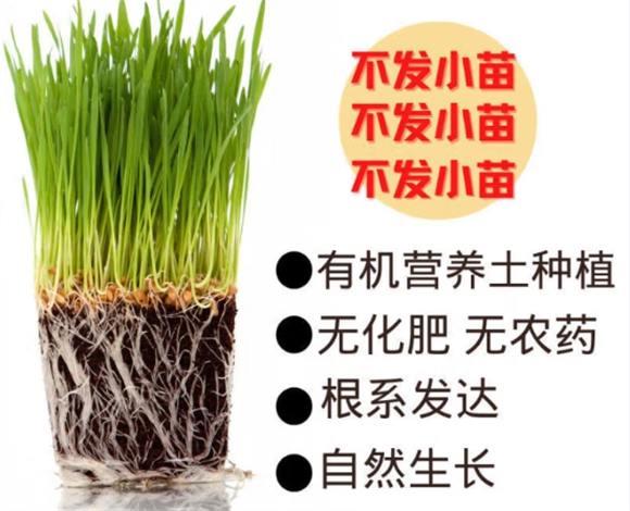 涟木猫草对猫有什么作用