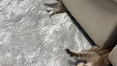 两只小奶猫听到响动,慌张的钻进沙发底下 两只小奶猫听到响动,慌张的钻进沙发底下