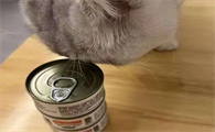 猫罐头品牌排名前十有哪些？高品质猫罐头都在这​