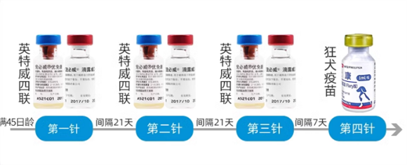 英特威四联疫苗多少钱一针 英特威四联疫苗多少钱一针