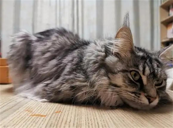 猫咪拉稀怎么治疗最快呢 猫咪拉稀怎么治疗最快呢