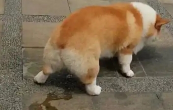 狗突然尿血可能是什么原因造成的