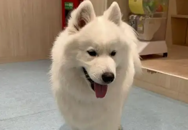 狗狗红细胞低怎么回事