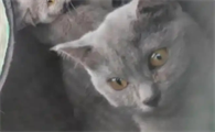 猫尿路堵塞能坚持多久