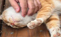 孕期母猫饮食需注意什么