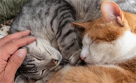 猫咪高兴的表现有哪些方面