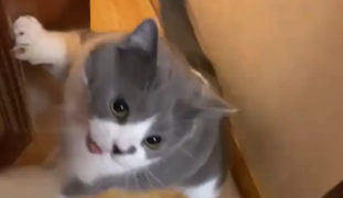 主人给猫咪喂食时，给的空碗看猫咪反应，猫咪四处找猫粮