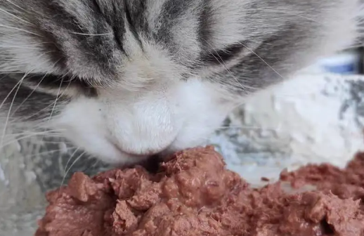 最建议买猫罐头牌子推荐，这些猫罐头品牌值得入手！